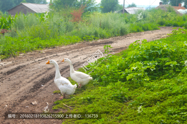 田園白鵝