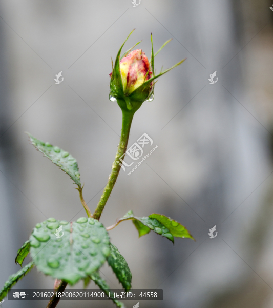 玫瑰花蕾