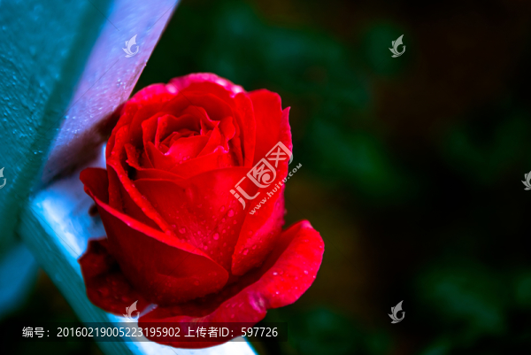 玫瑰花