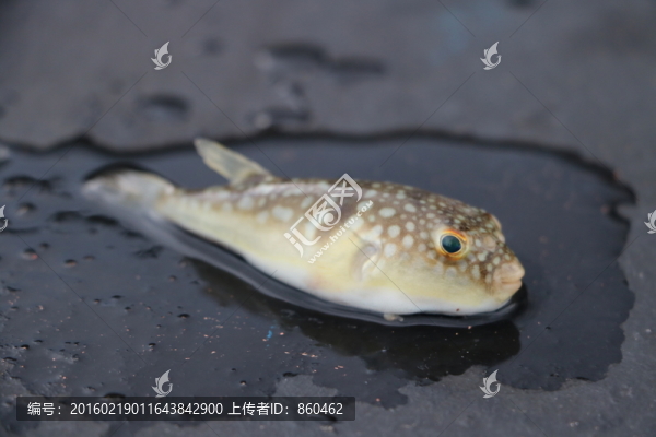 河豚