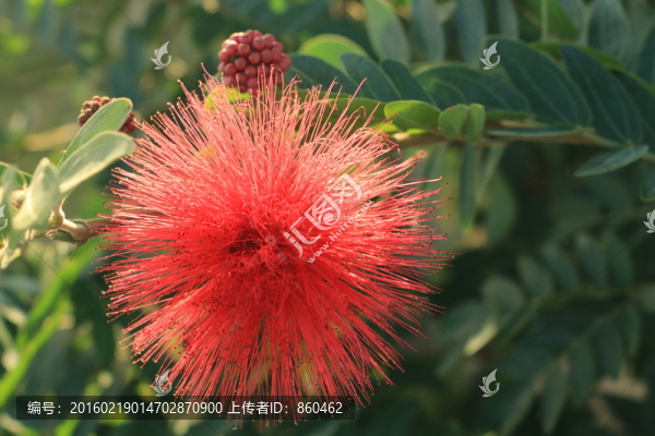 朱纓花