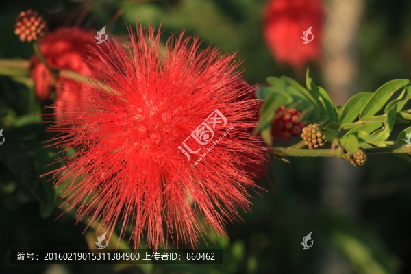 朱纓花