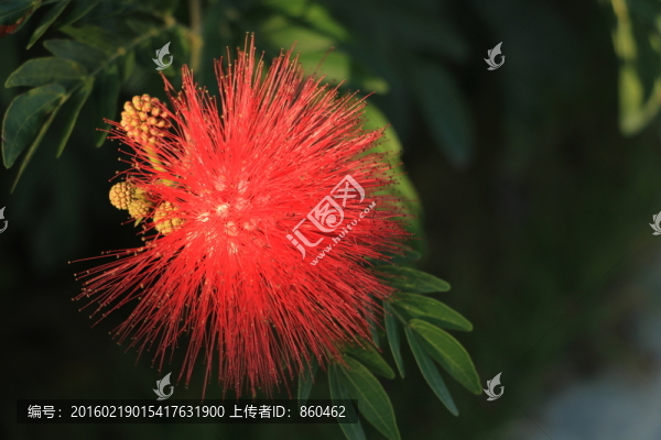 朱纓花