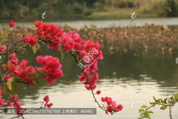 小區(qū)綠化