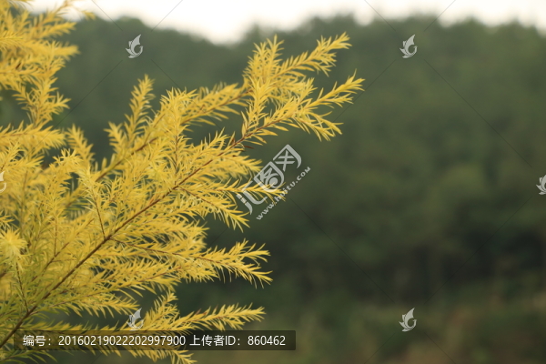 枝葉
