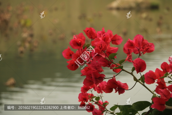 三角梅
