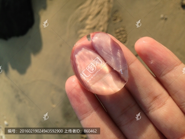 水母幼體
