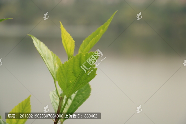 綠葉