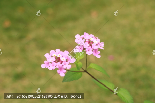 花兒