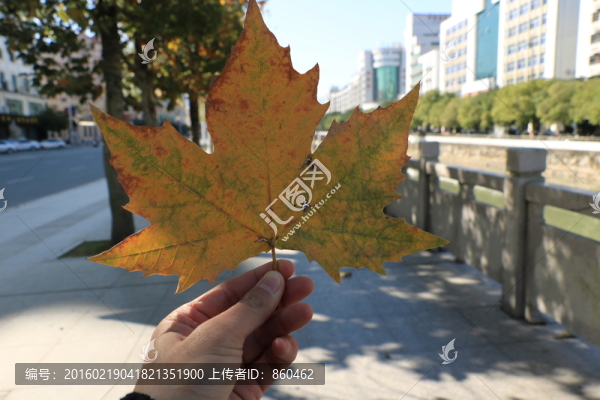 樹葉