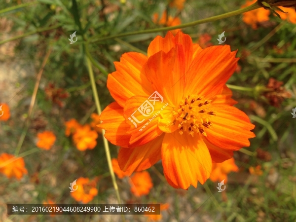 花兒-匯圖網(wǎng) www.fosd68.com 花兒