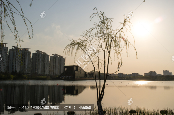 春天的楊柳