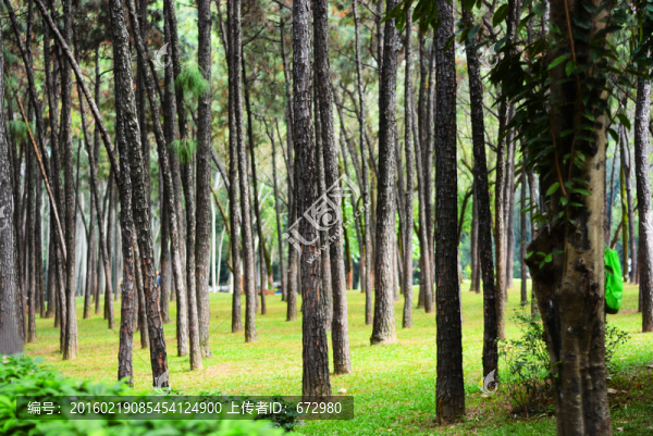 公園松樹林