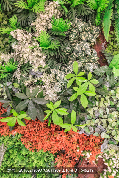 綠色植被墻