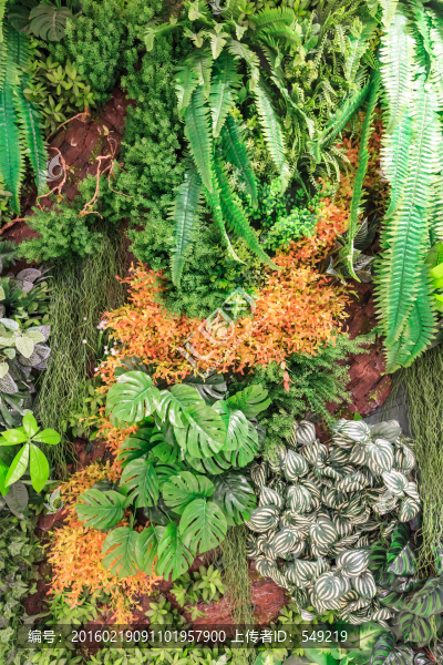 綠色植被墻
