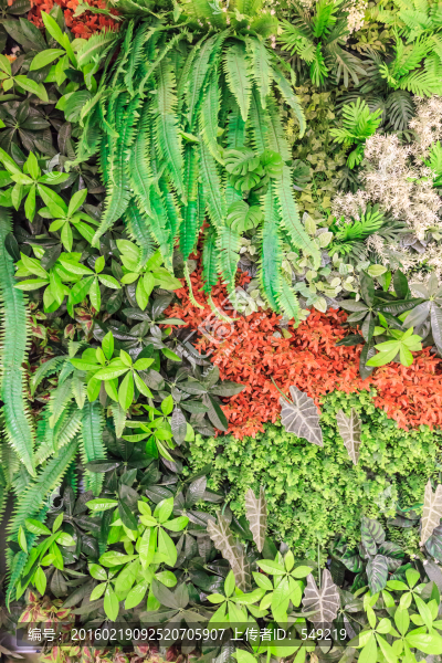 植物墻