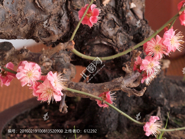 梅花盆景-匯圖網(wǎng) www.fosd68.com 梅花盆景