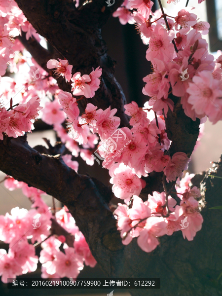 梅花
