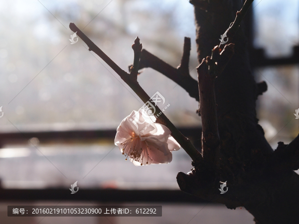 一朵梅花