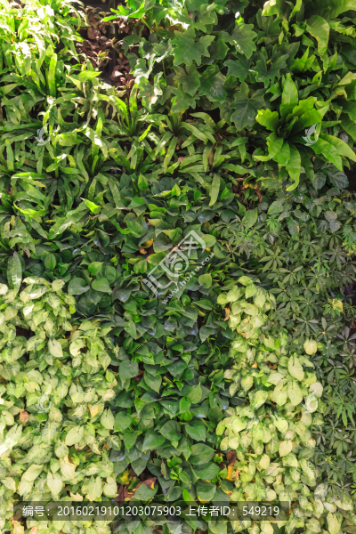 室內(nèi)植物墻