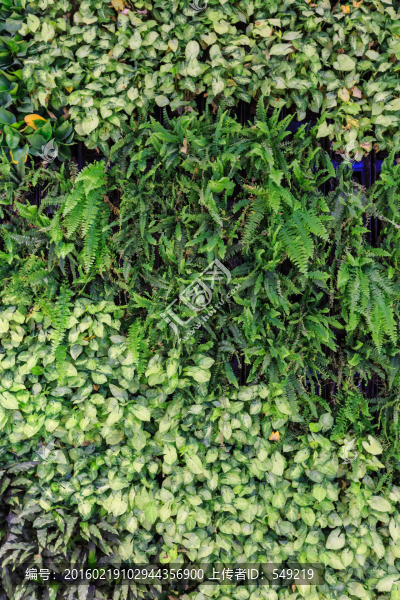 綠色植被墻
