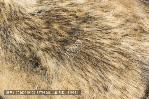 獾毛-匯圖網(wǎng) www.fosd68.com 獾毛