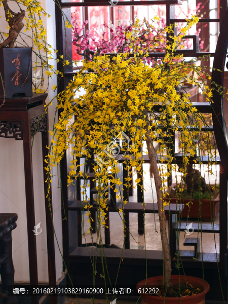 迎春花