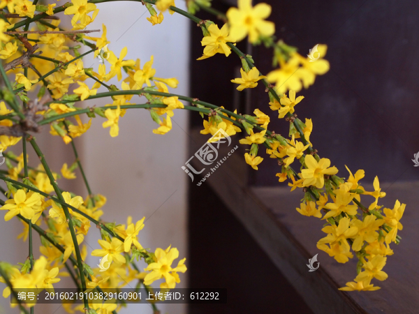 迎春花-匯圖網(wǎng) www.fosd68.com 迎春花