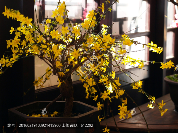 迎春花
