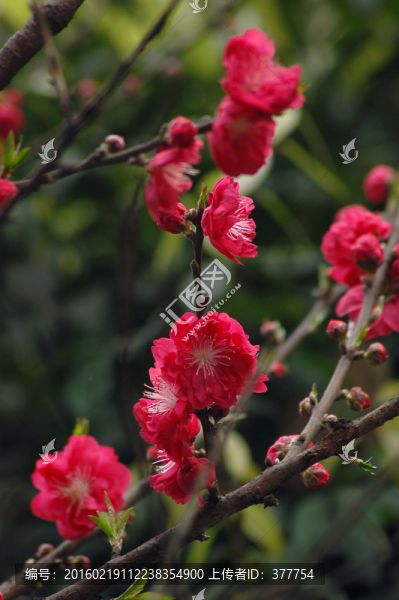 桃花