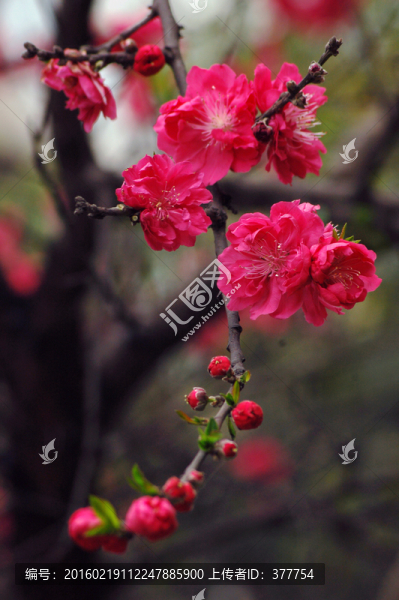 桃花
