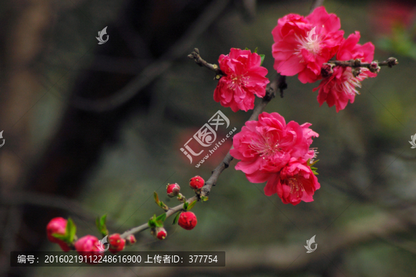 桃花