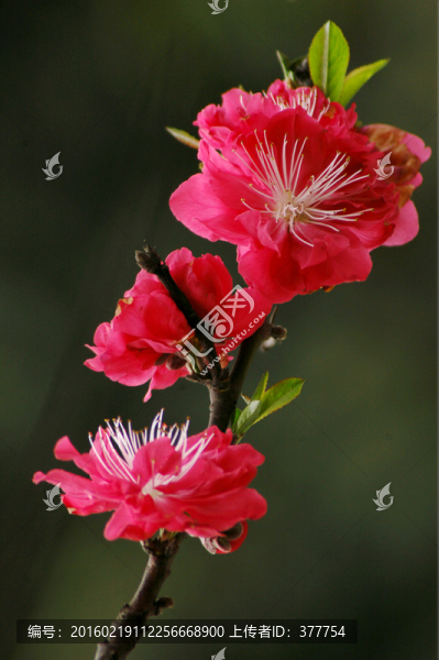 桃花