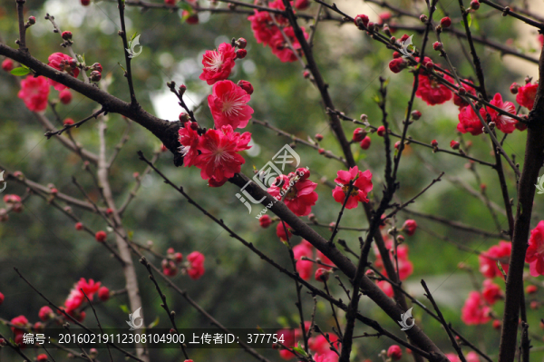 桃花