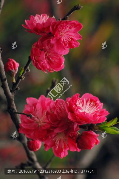 桃花
