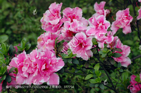 杜鵑花