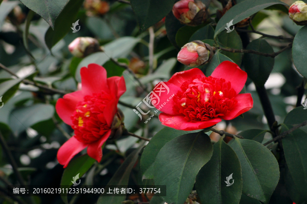 山茶花-匯圖網(wǎng) www.fosd68.com 山茶花