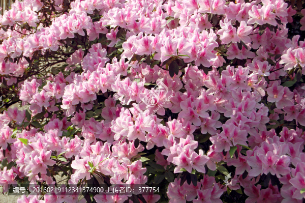 杜鵑花-匯圖網(wǎng) www.fosd68.com 杜鵑花