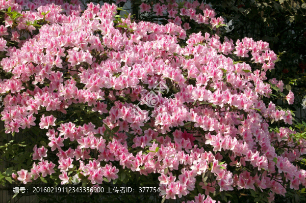 杜鵑花