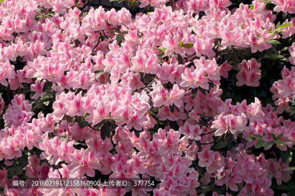 杜鵑花