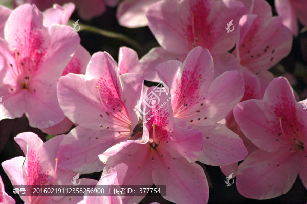 杜鵑花