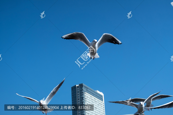 海鷗