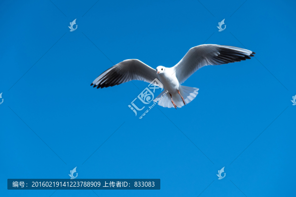 海鷗