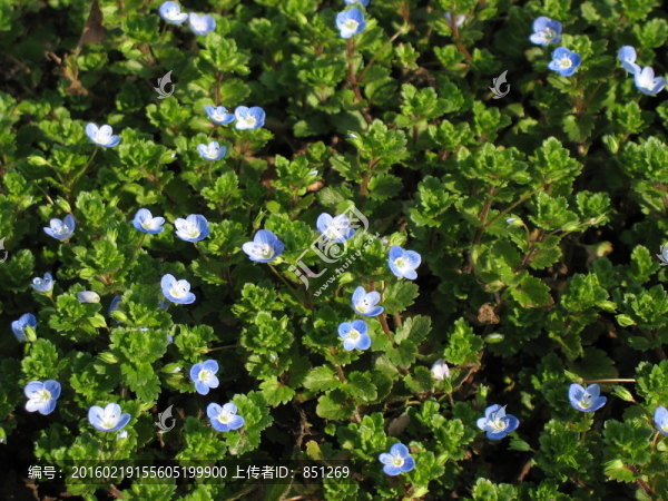 藍(lán)花兒-匯圖網(wǎng) www.fosd68.com 藍(lán)花兒