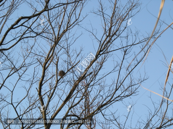 枝頭的鳥巢