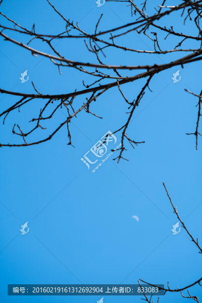 天空樹(shù)枝