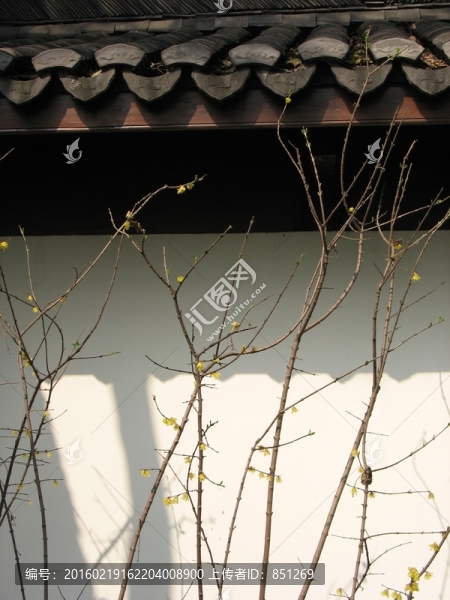 臘梅與白墻