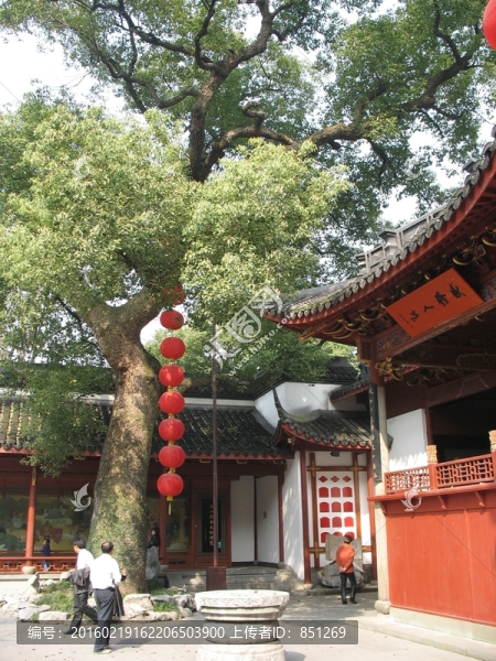 樟樹(shù)和燈籠