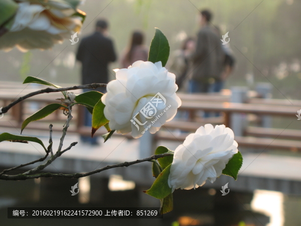 茶花