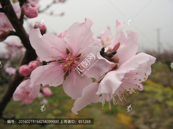 桃花